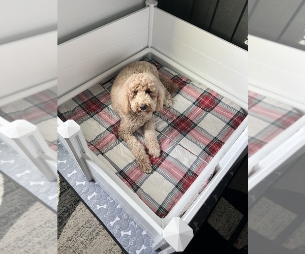 Medium Photo #2 Goldendoodle Breeder Profile in GIBSONTON, FL, USA