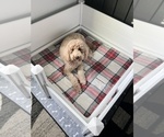 Small Photo #2 Goldendoodle Breeder Profile in GIBSONTON, FL, USA