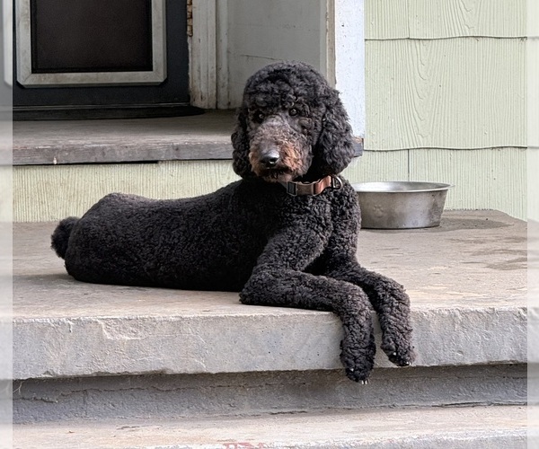 Medium Photo #1 Goldendoodle Breeder Profile in HARTFORD, AL, USA