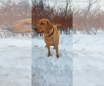 Small Photo #6 Labrador Retriever Breeder Profile in BUFFALO, NY, USA
