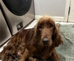 Small Photo #4 Irish Setter Breeder Profile in CLEVELAND, TN, USA
