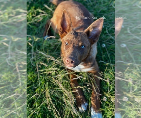 Medium Photo #5 Australian Kelpie-Border Collie Mix Breeder Profile in CAMAS, WA, USA