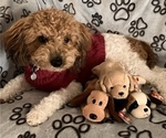 Small Photo #1 Poochon Breeder Profile in AUBURN, MA, USA