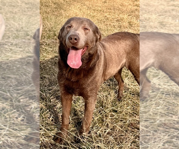 Medium Photo #1 Labrador Retriever Breeder Profile in ALBANY, MO, USA