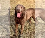 Small Photo #1 Labrador Retriever Breeder Profile in ALBANY, MO, USA