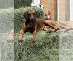 Small Photo #2 Rhodesian Ridgeback Breeder Profile in ONEIDA, TN, USA