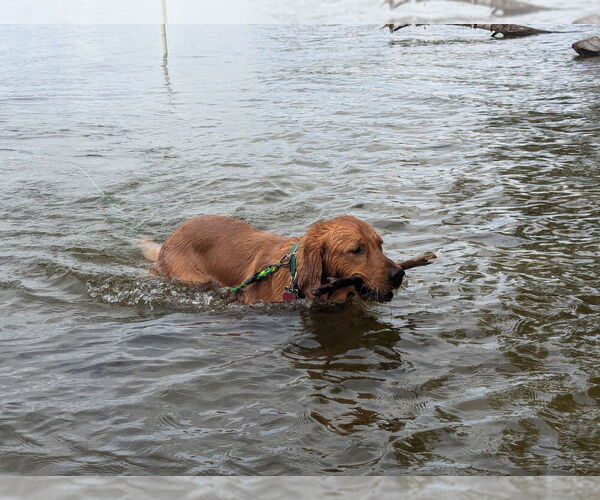 Medium Photo #3 Golden Retriever Breeder Profile in ROCHESTER, MN, USA