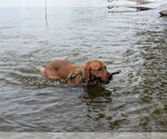 Small Photo #3 Golden Retriever Breeder Profile in ROCHESTER, MN, USA