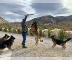 Small Photo #8 German Shepherd Dog Breeder Profile in PINON HILLS, CA, USA