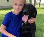 Small Photo #6 Labrador Retriever Breeder Profile in FREDERICKSBG, OH, USA