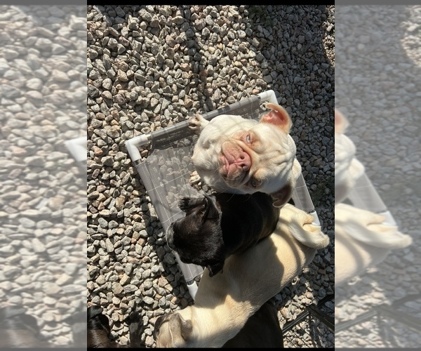 Medium Photo #1 Pug Breeder Profile in LUMBER BRIDGE, NC, USA