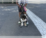Small Photo #1 Bulldog Breeder Profile in LOCUST, NC, USA