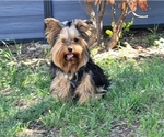 Small Photo #2 Yorkshire Terrier Breeder Profile in HARKER HEIGHTS, TX, USA