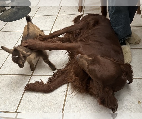 Medium Photo #1 Irish Setter Breeder Profile in CLEVELAND, TN, USA
