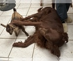 Small Photo #1 Irish Setter Breeder Profile in CLEVELAND, TN, USA
