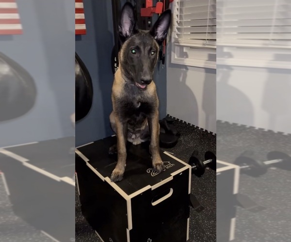 Medium Photo #2 Belgian Malinois-Dutch Shepherd Dog Mix Breeder Profile in OAK FOREST, IL, USA