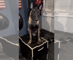 Small Photo #2 Belgian Malinois-Dutch Shepherd Dog Mix Breeder Profile in OAK FOREST, IL, USA