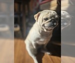 Small Photo #2 Pug Breeder Profile in NEW IPSWICH, NH, USA