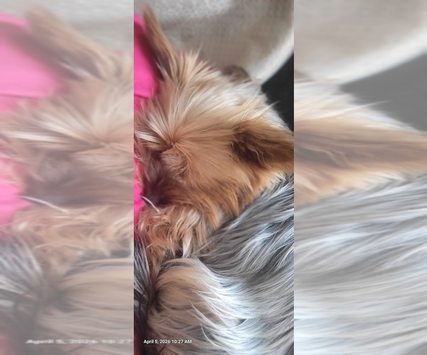 Medium Photo #1 Yorkshire Terrier Breeder Profile in AKRON, OH, USA