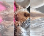 Small Photo #2 Yorkshire Terrier Breeder Profile in AKRON, OH, USA