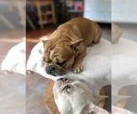 Small Photo #7 Faux Frenchbo Bulldog Breeder Profile in HOODSPORT, WA, USA