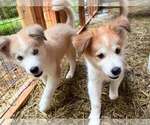 Small Photo #2 Golden Pyrenees-Siberian Husky Mix Breeder Profile in HICKORY, NC, USA