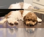 Small Photo #4 Poochon Breeder Profile in AUBURN, MA, USA