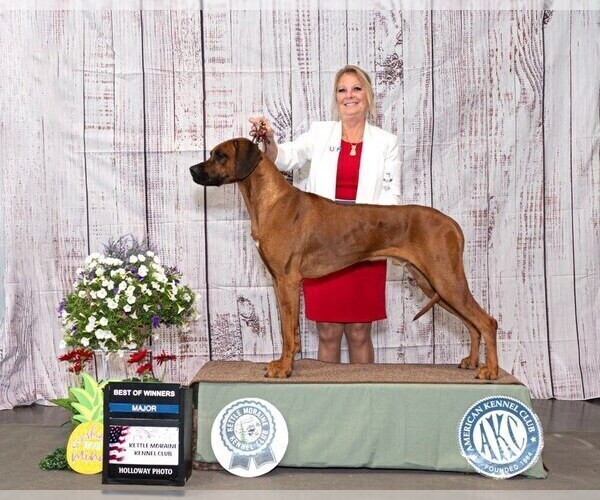 Medium Photo #1 Rhodesian Ridgeback Breeder Profile in ONEIDA, TN, USA