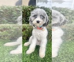 Small Photo #1 Goldendoodle (Miniature) Breeder Profile in BAKERSFIELD, CA, USA
