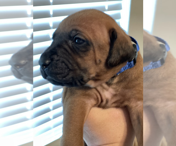 Medium Photo #8 Rhodesian Ridgeback Breeder Profile in RIVERSIDE, CA, USA