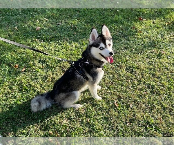 Medium Photo #3 Pomsky Breeder Profile in VENUS, PA, USA