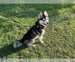 Small Photo #3 Pomsky Breeder Profile in VENUS, PA, USA