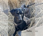 Small Photo #1 Labrador Retriever Breeder Profile in FREDERICKSBG, OH, USA