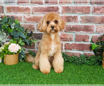 Small Photo #1 Cavapoo (Miniature)-Poodle (Toy) Mix Breeder Profile in SYRACUSE, IN, USA