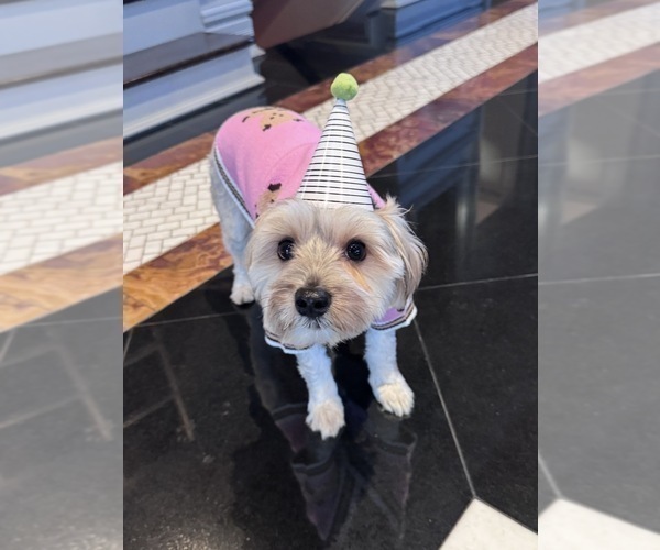 Medium Photo #3 Morkie Breeder Profile in CHICAGO, IL, USA