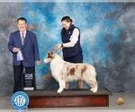 Small Photo #2 Border Collie Breeder Profile in NAVARRO, TX, USA