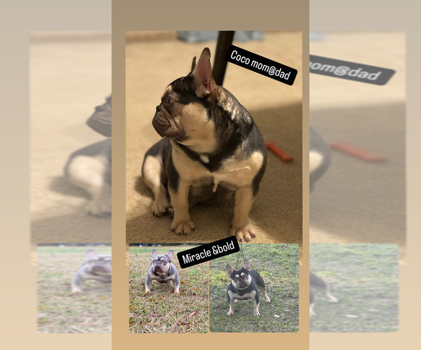 Medium Photo #3 French Bulldog Breeder Profile in GREENVILLE, SC, USA