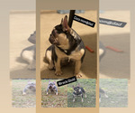Small Photo #6 French Bulldog Breeder Profile in GREENVILLE, SC, USA