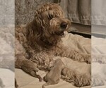 Small Photo #1 Goldendoodle Breeder Profile in ELBERT, CO, USA