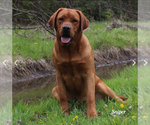 Small Photo #4 Labrador Retriever Breeder Profile in BLUFF DALE, TX, USA