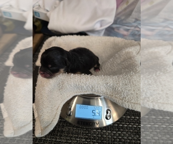 Medium Photo #8 Pomeranian Breeder Profile in MENIFEE, CA, USA
