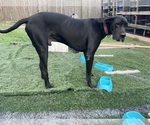 Small Photo #2 Great Dane Breeder Profile in WILLIS, TX, USA