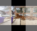 Small Photo #1 Goldendoodle Breeder Profile in EXETER, RI, USA