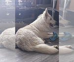 Small Photo #1 German Shepherd Dog Breeder Profile in RUCKERSVILLE, VA, USA