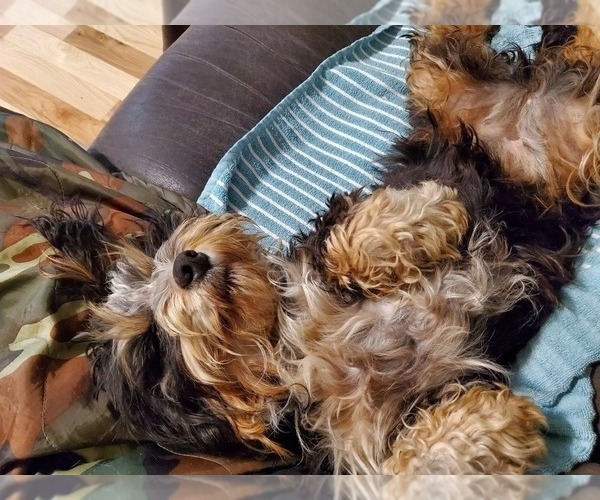 Medium Photo #1 Bernedoodle (Miniature) Breeder Profile in LEETONIA, OH, USA