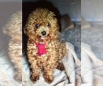 Small Photo #2 Poodle (Toy) Breeder Profile in MADERA, CA, USA