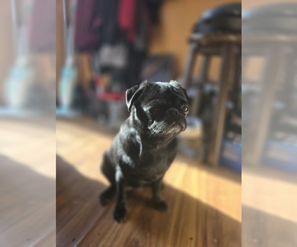 Medium Photo #1 Pug Breeder Profile in NEW IPSWICH, NH, USA