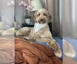 Small Photo #7 Goldendoodle Breeder Profile in GIBSONTON, FL, USA