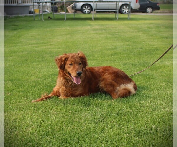 Medium Photo #1 Golden Retriever Breeder Profile in BAYARD, NE, USA