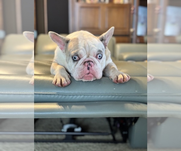 Medium Photo #1 French Bulldog Breeder Profile in SAINT JOHNS, FL, USA